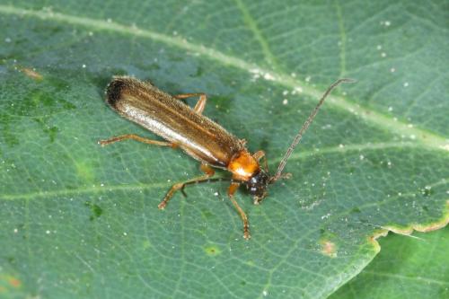 Rhagonycha lutea
